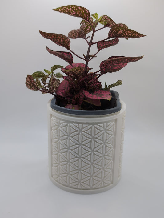 white oval flower pattern planter with red and green plant