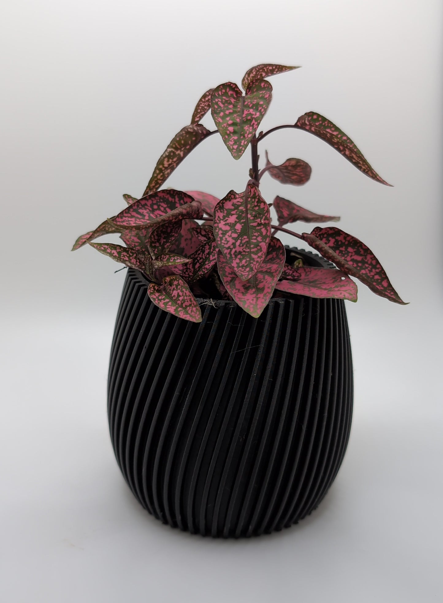 black r vase 1 with red and green plant