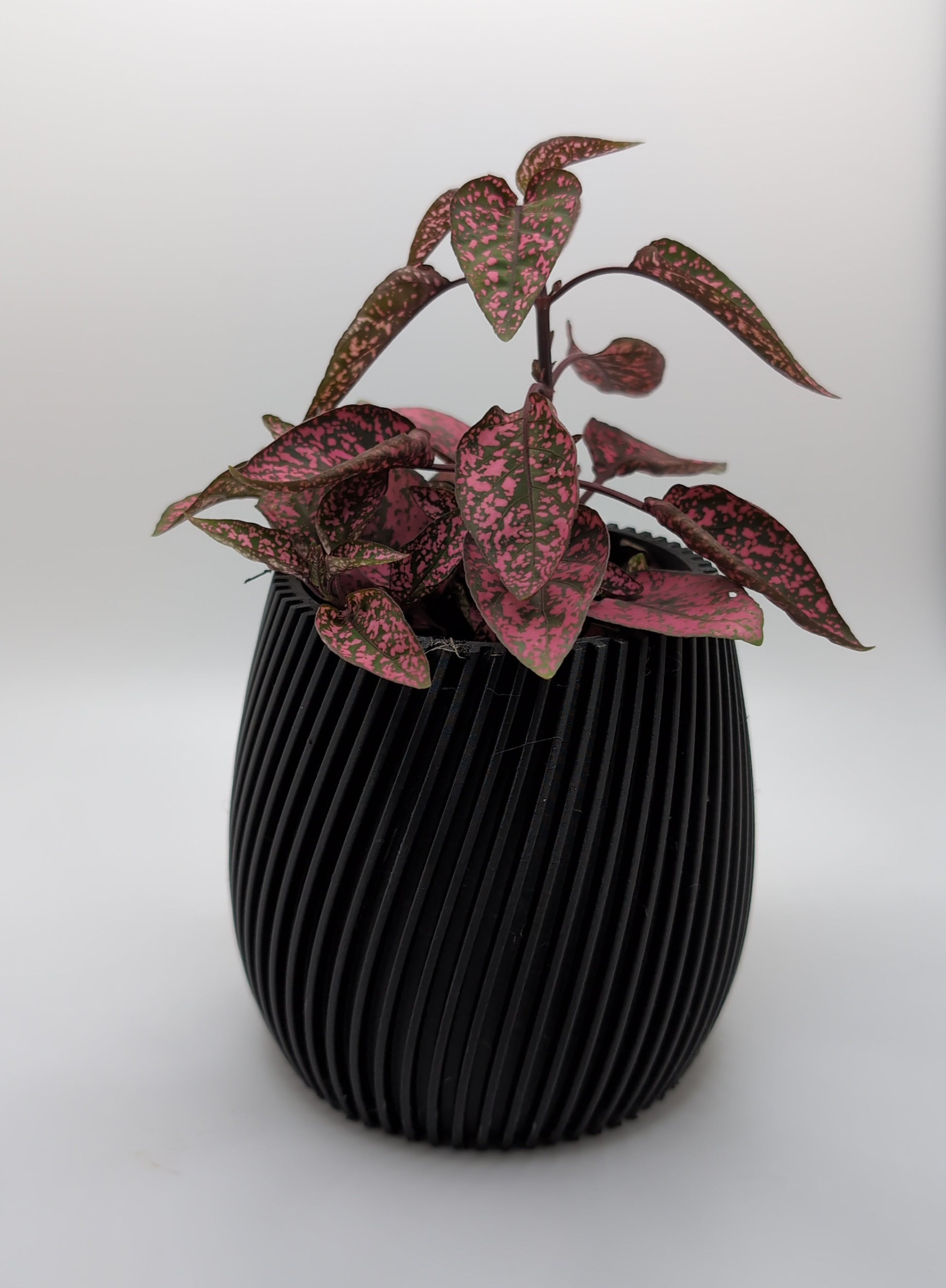 black r vase 1 with red and green plant